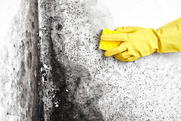 Best Commercial Mold Removal  in Montrose, PA