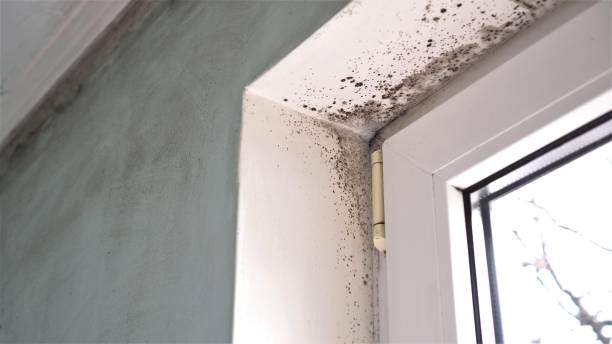Best Residential Mold Removal  in Montrose, PA