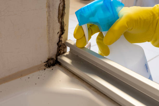Professional Mold Removal in Montrose, PA