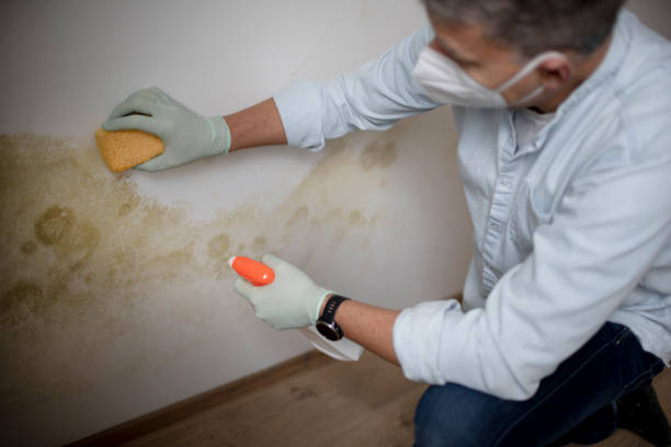 Best Crawl Space Mold Removal  in Montrose, PA