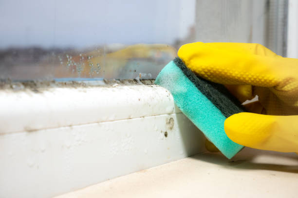 Best Mold Removal Process  in Montrose, PA