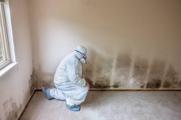 Best Emergency Mold Removal  in Montrose, PA